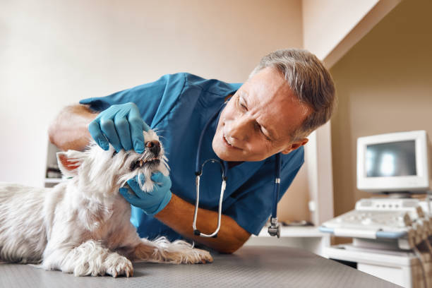 Best Walk-In Emergency Dental Services in Malvern, IA